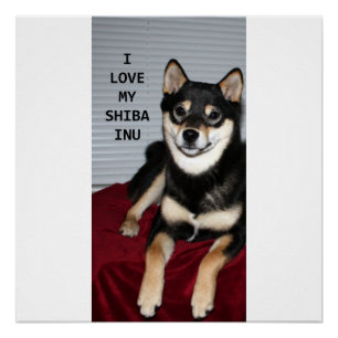 shiba full black and tan love w pic poster