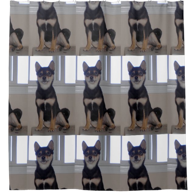 shiba inu black tan pup (Front)