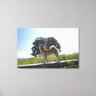 Shiba Inu Canvas Print