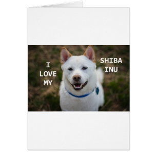 shiba-inu crème amour w pic