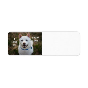 shiba-inu crème amour w pic