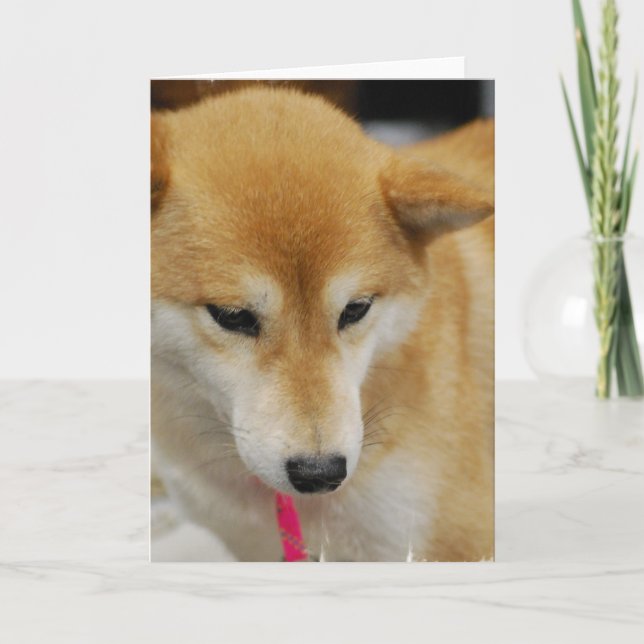 Shiba Inu Dog  Greeting Card (Front)