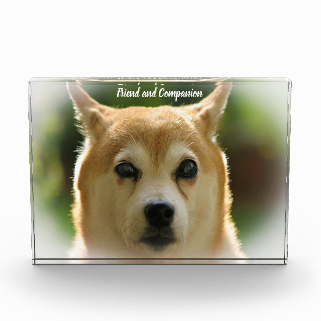 Shiba Inu Dog. Photo Block (Front)
