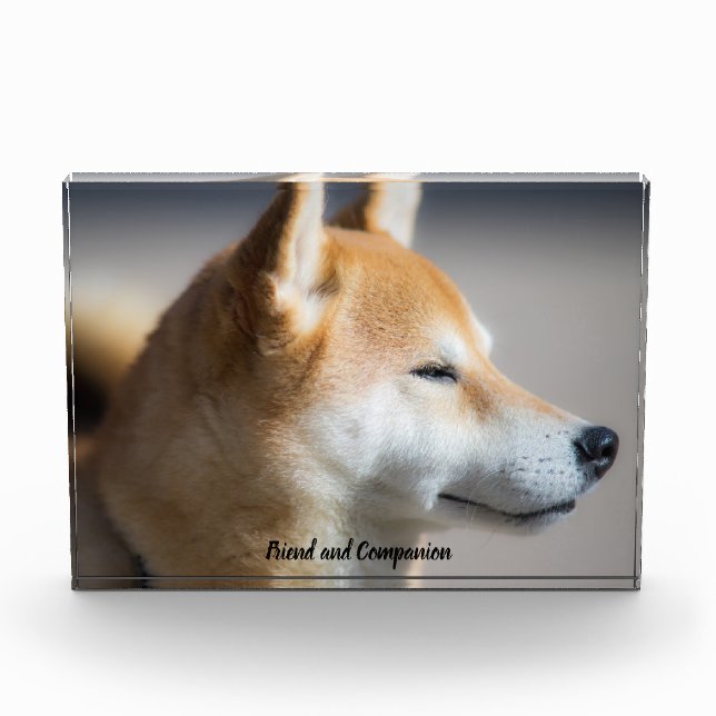 Shiba Inu Dog. Photo Block (Front)