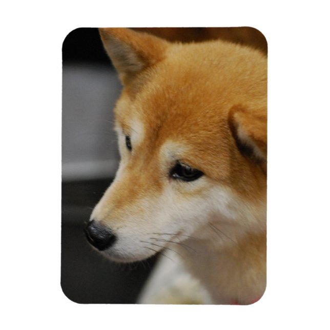 Shiba Inu Flexible Magnet (Vertical)