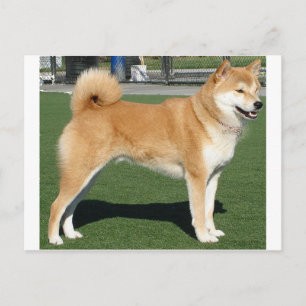 Shiba Inu full Postcard