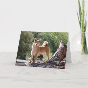 Shiba Inu Holiday Card