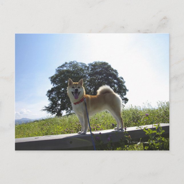 Shiba Inu Postcard (Front)