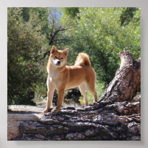 Shiba Inu Poster