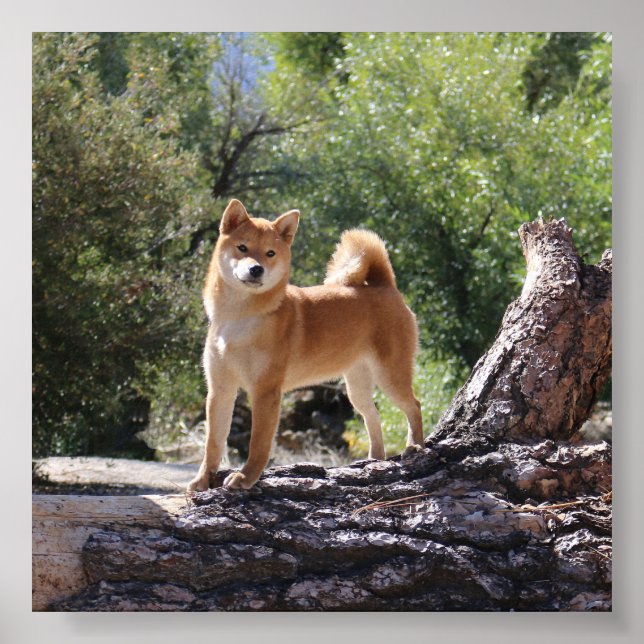 Shiba Inu Poster (Front)