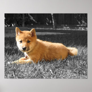 Shiba Inu Poster