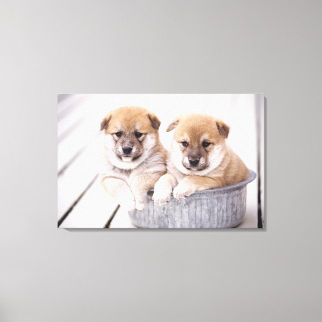 Shiba Inu puppies in aluminum tub Canvas Print (Front)