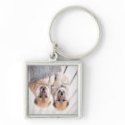 Shiba Inu puppies in aluminum tub