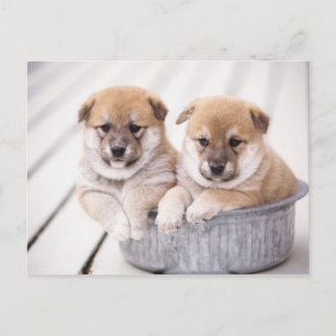 Shiba Inu puppies in aluminum tub Postcard
