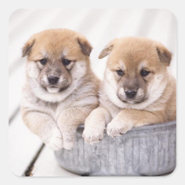 Shiba Inu puppies in aluminum tub Square Sticker (Front)