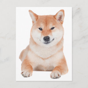Shiba Inu Puppy Dog Greeting Post Card