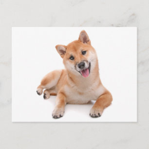 Shiba Inu Puppy Dog Greeting Post Card
