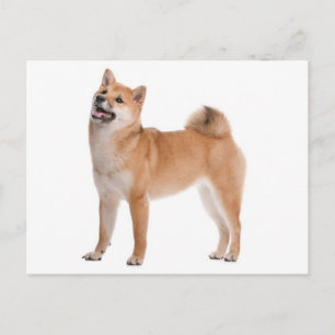 Shiba Inu Puppy Dog Greeting Post Card