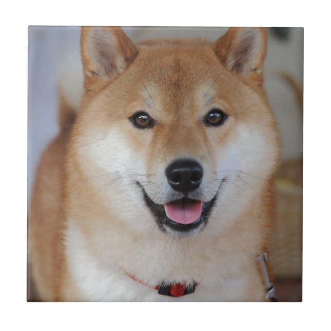 Shiba_inu Tile (Front)