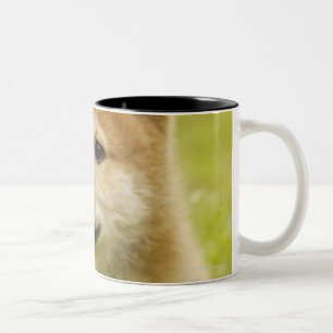 Shiba-ken puppy Two-Tone coffee mug