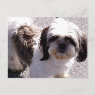 Shih Tsu Puppy Postcard