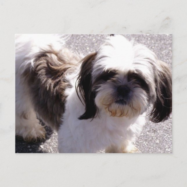 Shih Tsu Puppy Postcard (Front)