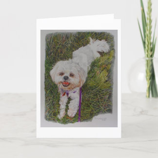 Shih Tzh, a Rescue dog named Spirit Card