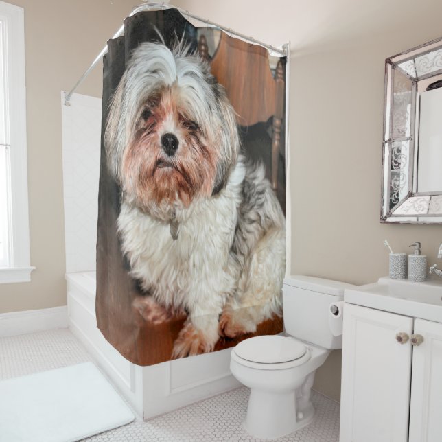 Shih Tzu (In Situ)