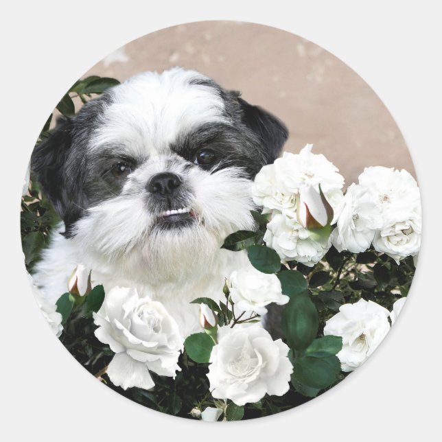 Shih Tzu and roses Classic Round Sticker (Front)