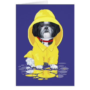 Shih Tzu April Showers