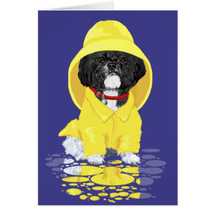 Shih Tzu April Showers