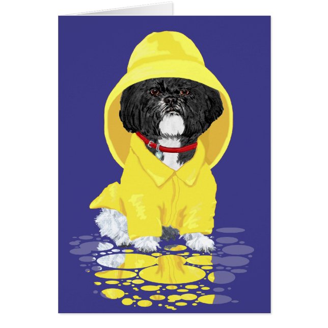 Shih Tzu April Showers (Devant)