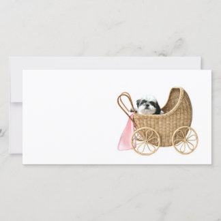 Shih Tzu baby buggy