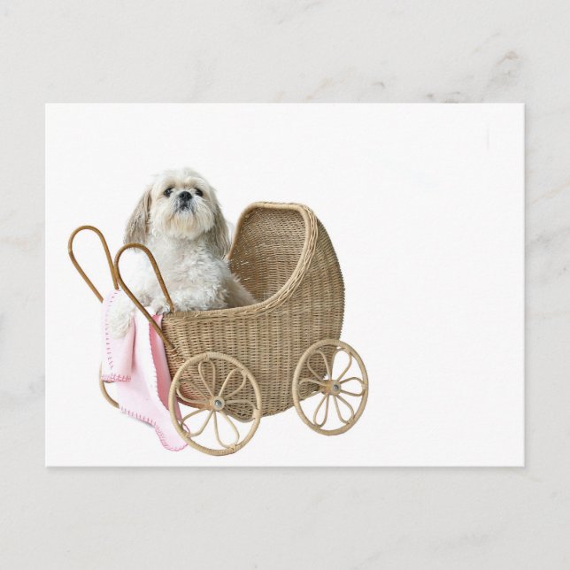 Shih Tzu baby buggy Postcard (Front)