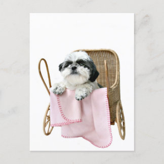 Shih Tzu baby buggy Postcard