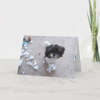 Shih Tzu Belated Birthday Card