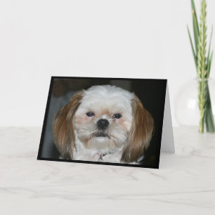 Shih Tzu Better Get Well Soon! Card