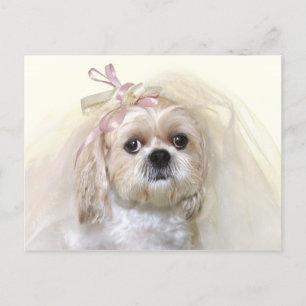 Shih Tzu Bride Postcard