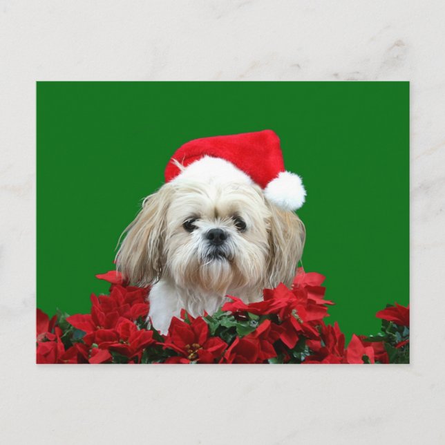 Shih Tzu Christmas Holiday Postcard (Front)