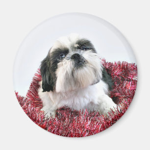 Shih Tzu Christmas Magnet