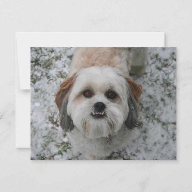 Shih-Tzu Cute Adorable Dog Holiday Christmas (Front)