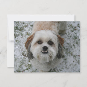 Shih-Tzu Cute Adorable Dog Holiday Christmas Card