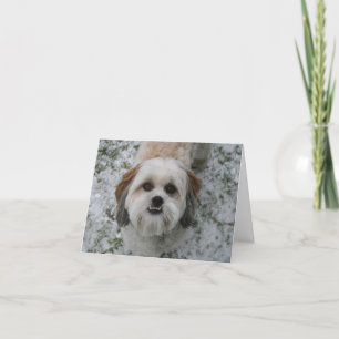 Shih-Tzu Cute Adorable Dog Holiday Christmas Card