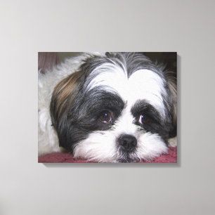Shih Tzu Dog Canvas Print