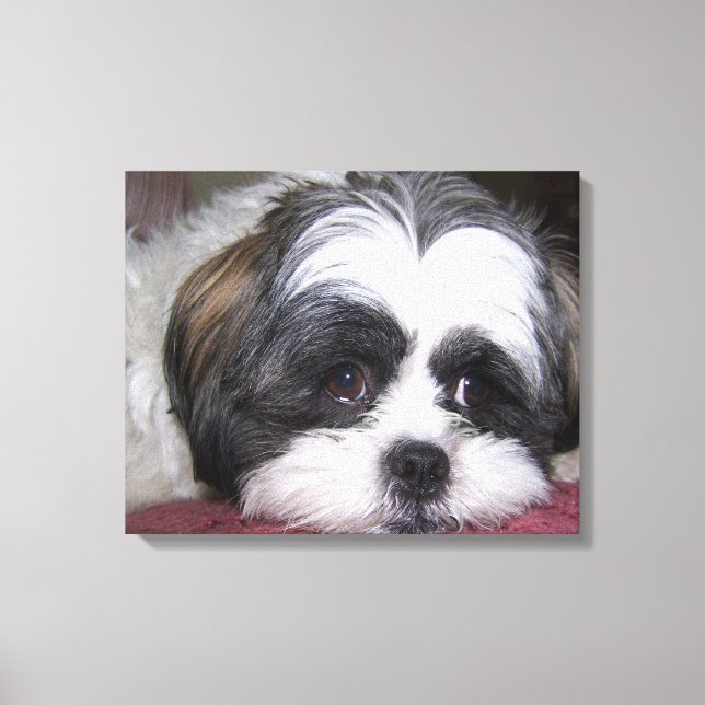 Shih Tzu Dog Canvas Print (Front)
