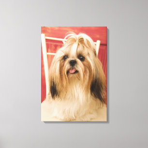 Shih-tzu dog canvas print
