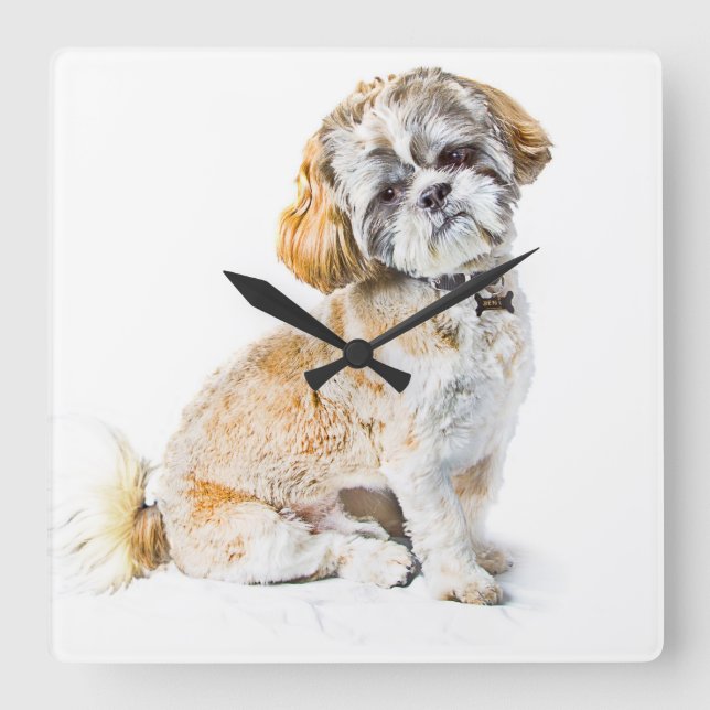 Shih Tzu Dog Horloge murale (Recto)