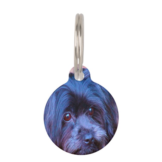 Shih Tzu Dog. Pet Tag (Front)