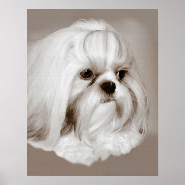 Shih Tzu Dog Portrait Poster (Front)