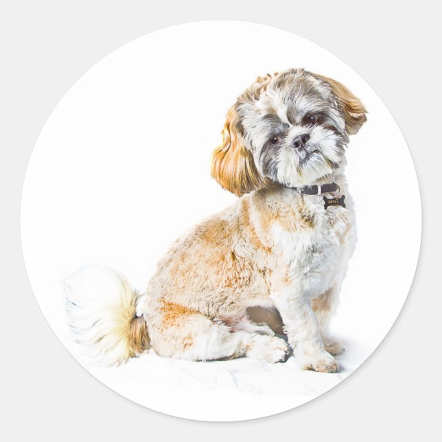 Shih Tzu Dog Stickers (Front)